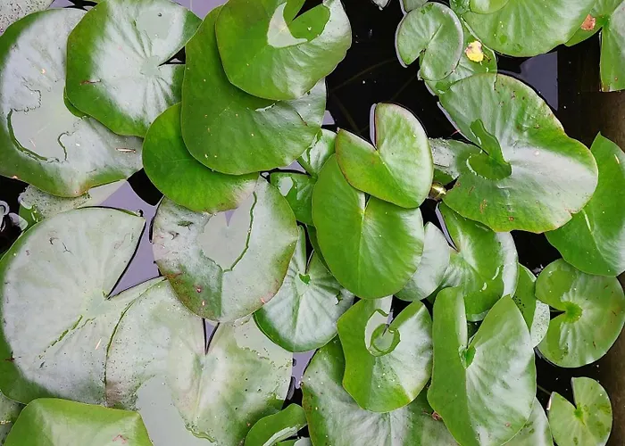 Retro Near Rebild Hills